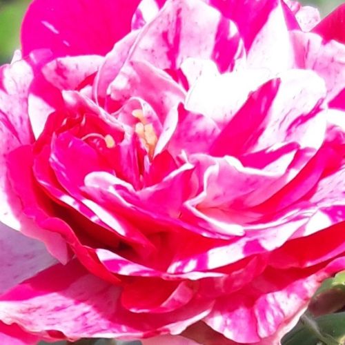 Online rózsa kertészet - talajtakaró rózsa - rózsaszín - fehér - Rosa Gaudy™ - diszkrét illatú rózsa - PhenoGeno Roses - Különleges, csíkos virágú talajtakaró rózsa.